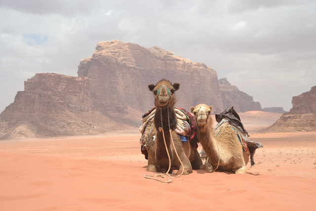 Camel caravan in the desert